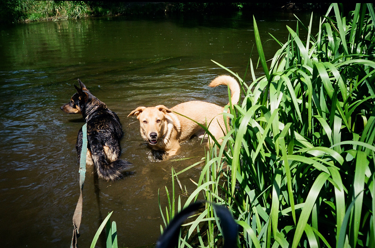 Upė,  Šuo,  Šunys Vaikščioti, Nemokamos Nuotraukos,  Nemokama Licenzija