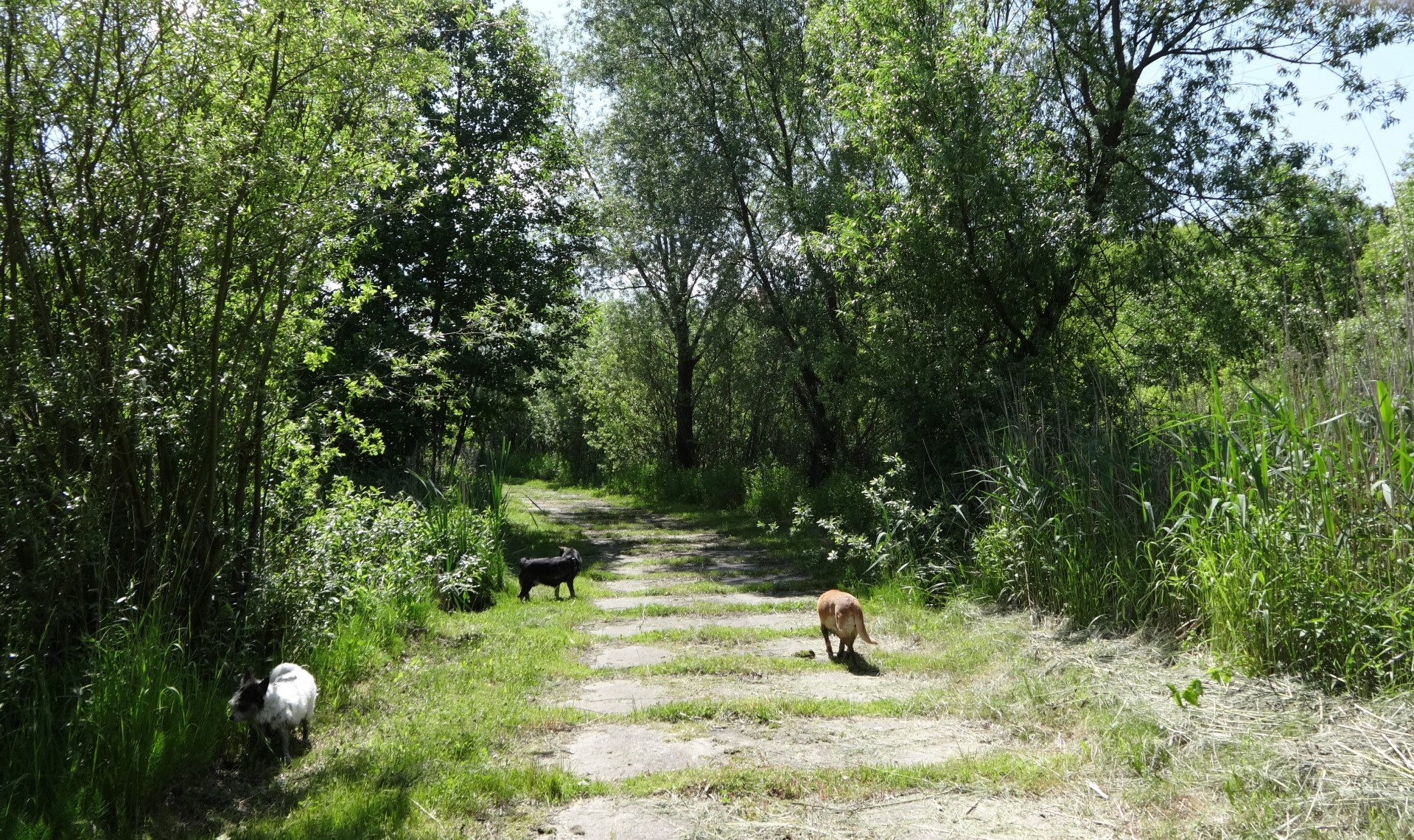 Šuo,  Vasara,  Lublin,  Lenkija,  Šunys Vaikščioti, Nemokamos Nuotraukos,  Nemokama Licenzija