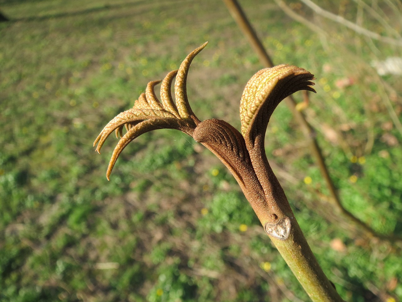 Pterocarya Fraxinifolia, Caucasian Wingnut, Kaukazo Graikiniai Riešutai, Sodinukai, Dygsta, Makro, Augalas, Flora, Botanika, Nemokamos Nuotraukos