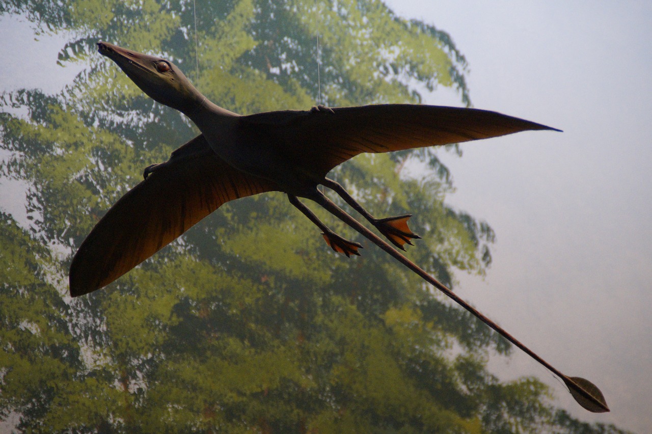 Pterosauras, Kopija, Eksponatas, Gamtos Istorijos Muziejus, Dinozauras, Urtier, Dino, Naturalus Istorijos Muziejus, Priešistoriniai Laikai, Hagbard