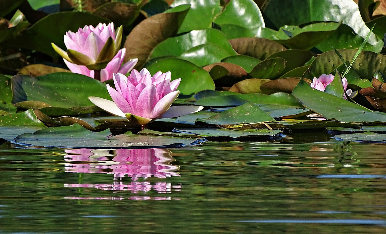 Balutę,  Lotus,  Gėlė,  Lelija, Nemokamos Nuotraukos,  Nemokama Licenzija