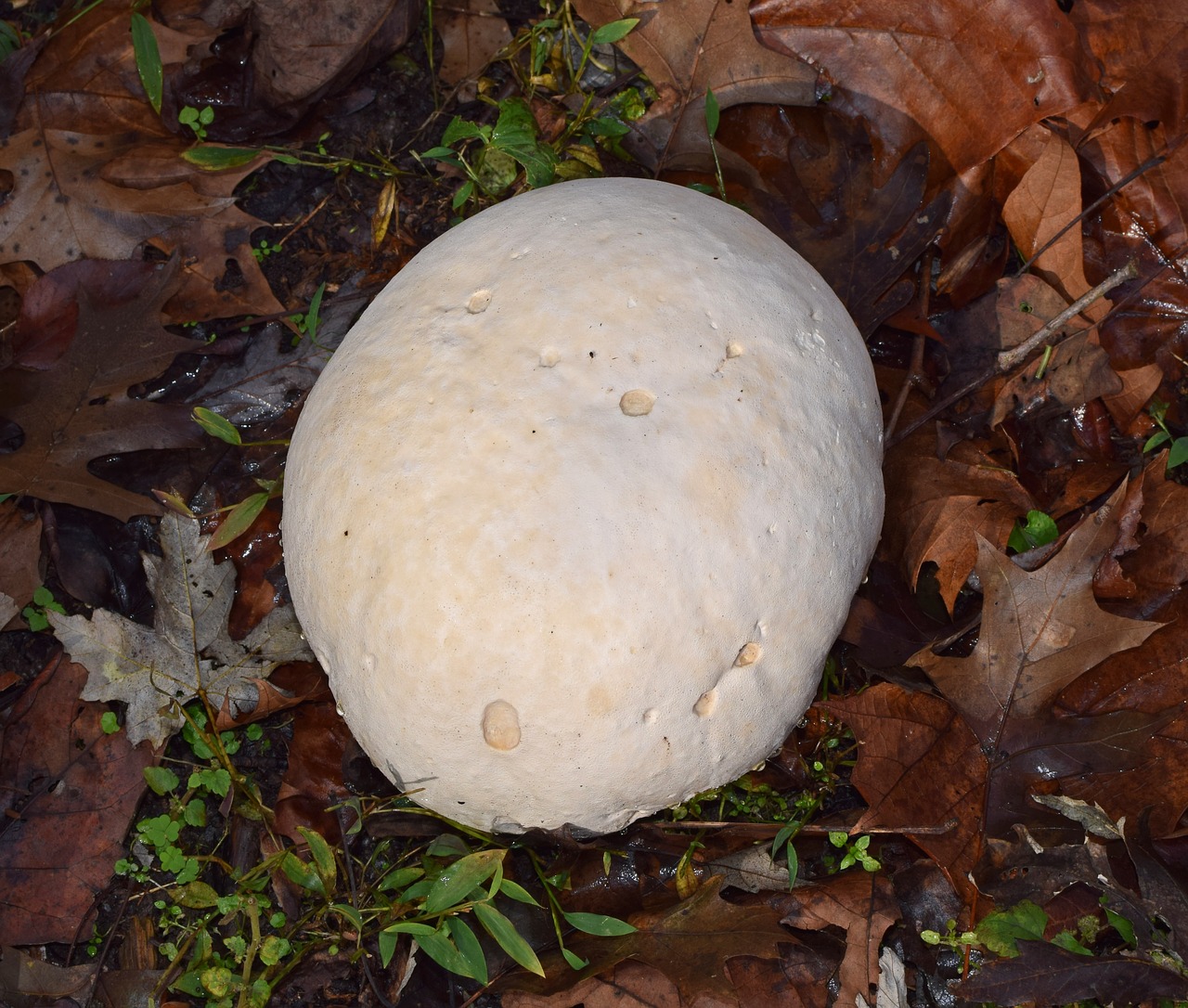 Puffball, Tinklinio Dydis, Grybai, Grybai, Augalas, Gamta, Laukiniai, Auga, Balta, Kritimas