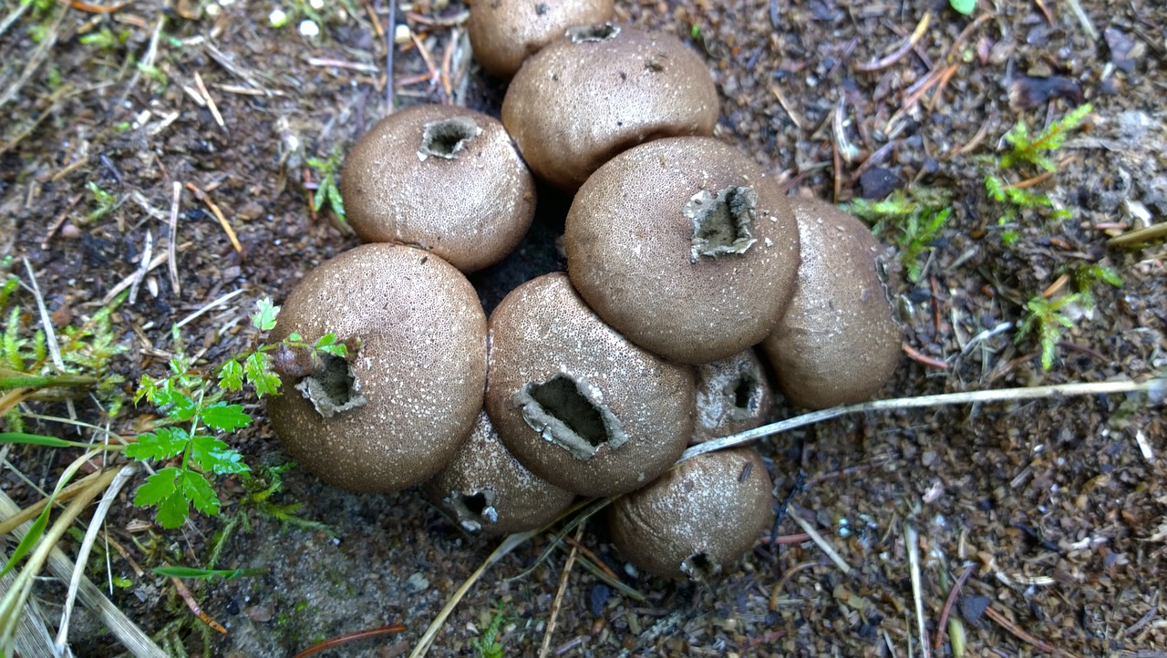 Puffball, Grybelis, Grybai, Grybai, Nemokamos Nuotraukos,  Nemokama Licenzija