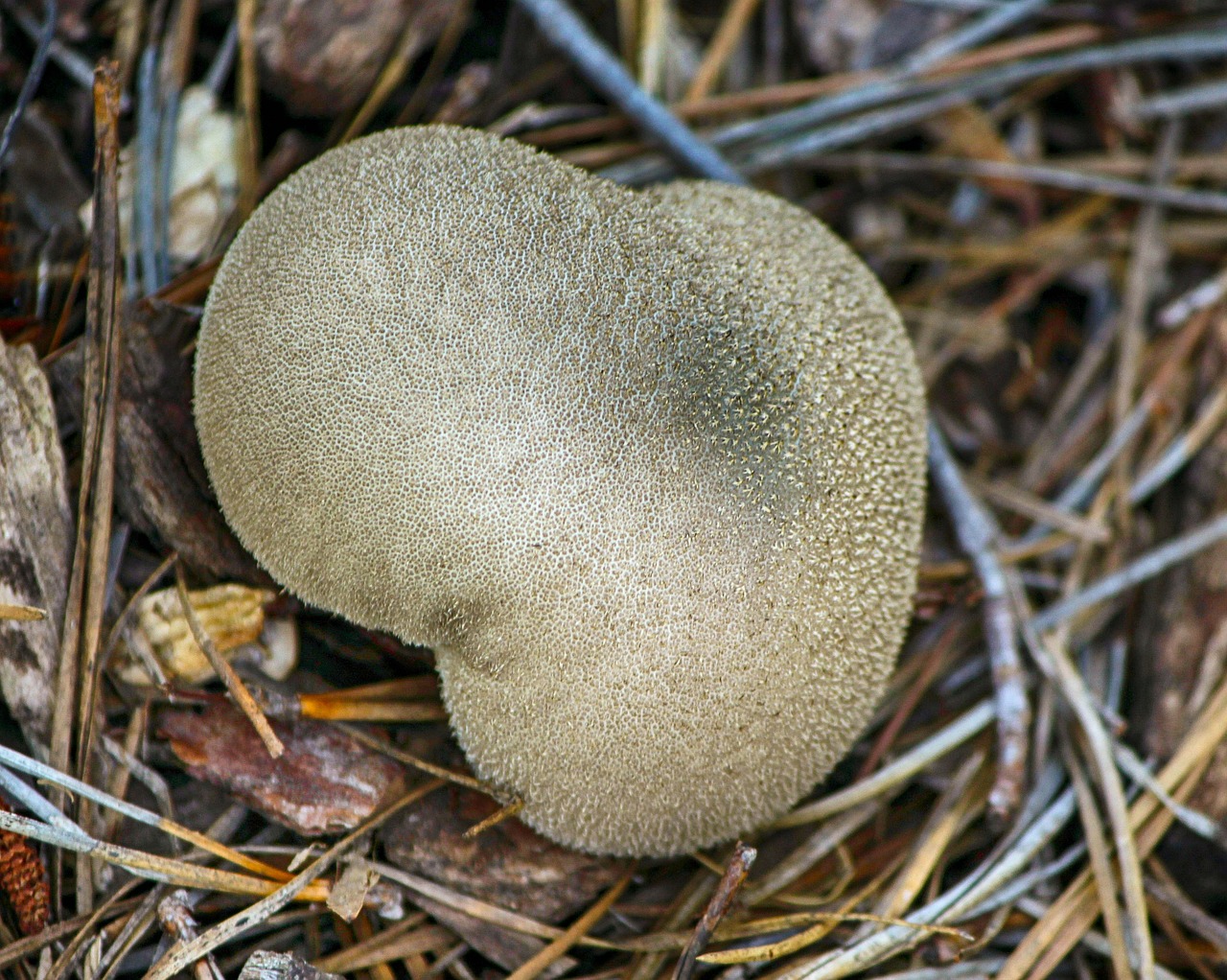 Grybų Puffball, Bazidiomycota, Sporų Dulkės, Grybelis, Augalas, Natūralus, Žiedas, Žydėti, Botanikos, Ekologiškas