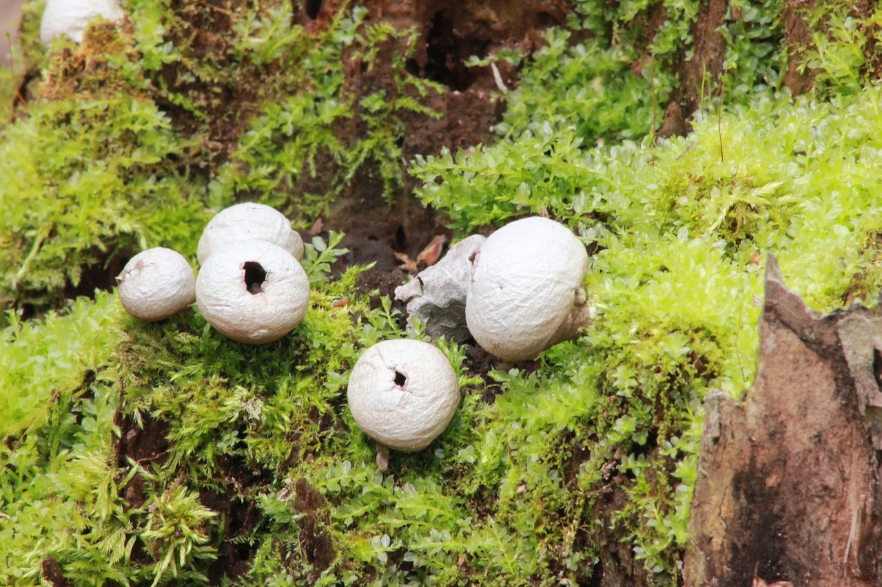 Puffballs, Kumpas, Grybelis, Miškas, Grybai, Žalias, Samanos, Dūmų Kamuoliukas, Gamta, Augalas