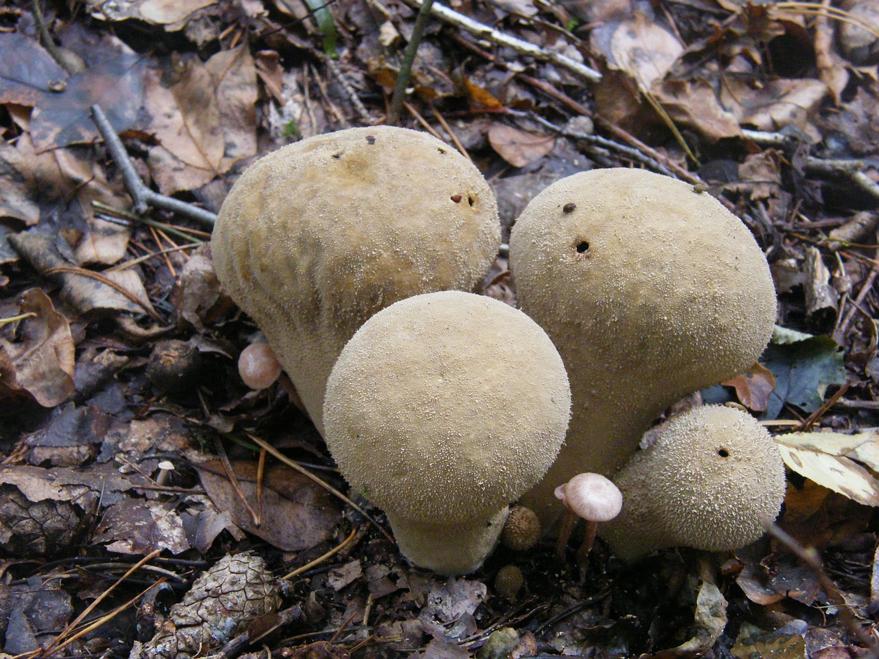 Puffballs, Grybai, Miškas, Ruduo, Spalvinga, Lapai, Surinkti, Nemokamos Nuotraukos,  Nemokama Licenzija