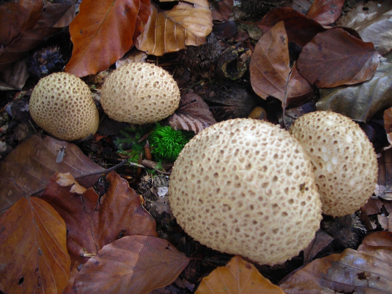 Puffballs, Grybai, Auksinis, Spalio Mėn, Ruduo, Lapai, Miško Paklotė, Nemokamos Nuotraukos,  Nemokama Licenzija