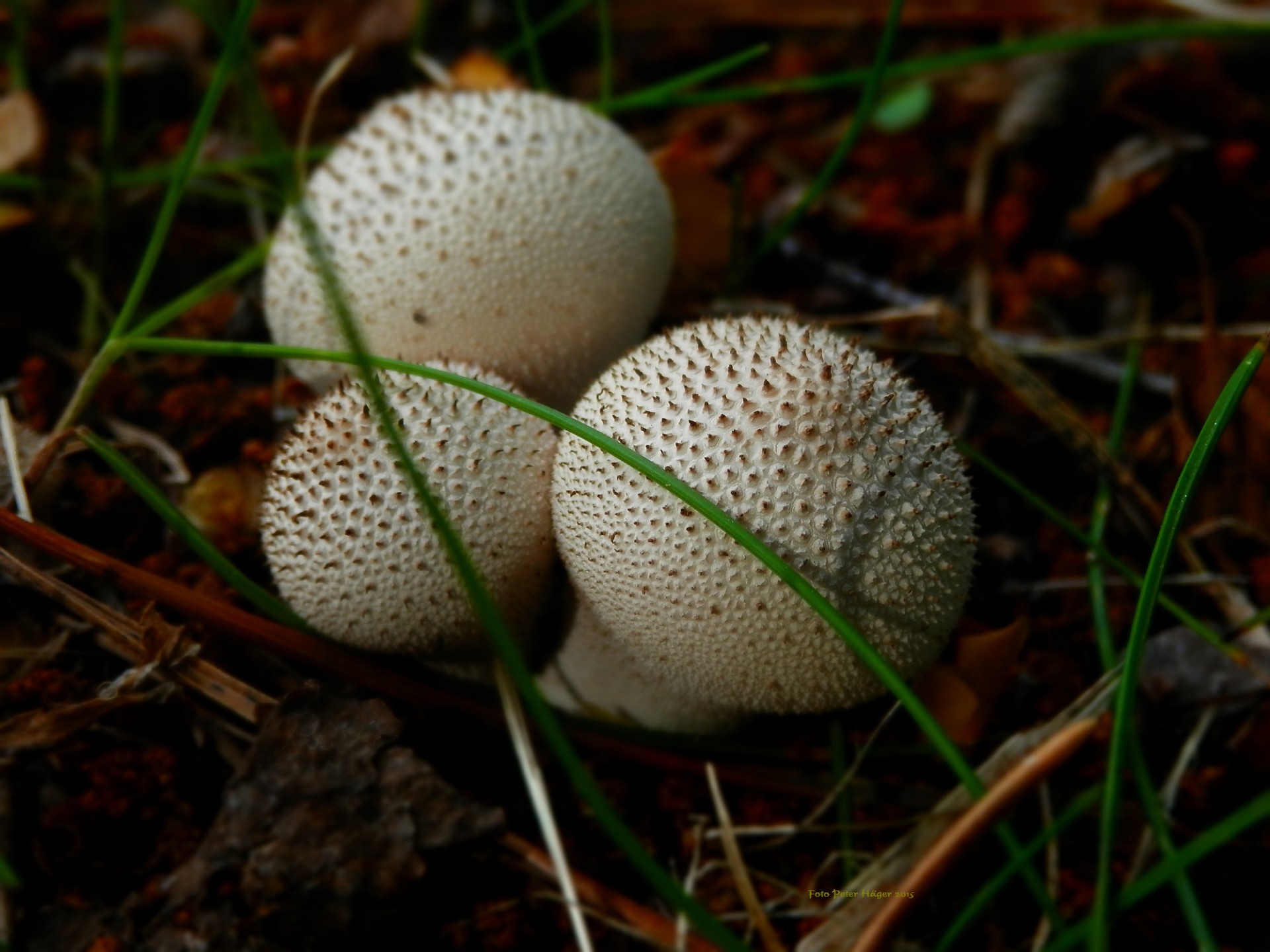 Apvalus,  Grybai,  Grybai,  Puffballs, Nemokamos Nuotraukos,  Nemokama Licenzija