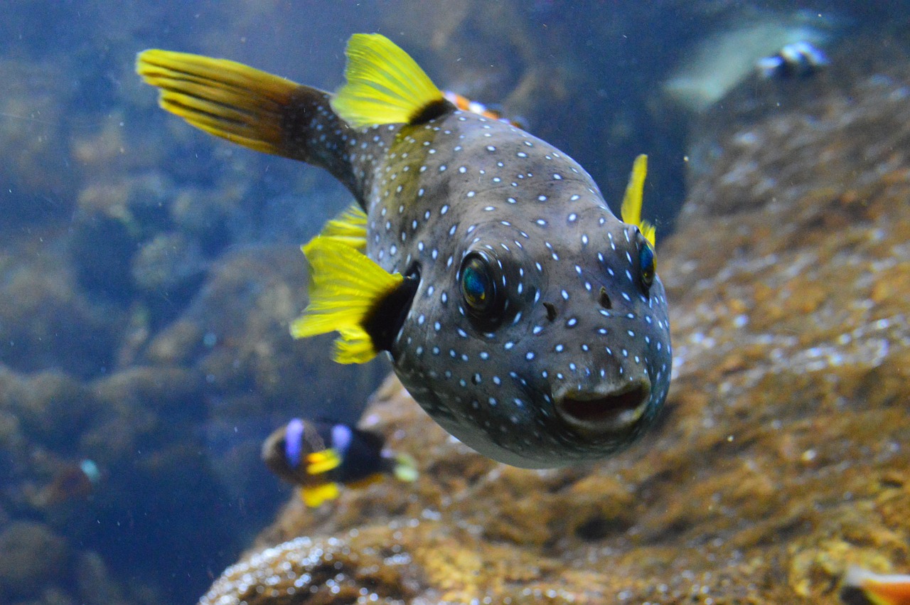 Puffer Fish, Žuvis, Pelekai, Vanduo, Gyvūnas, Vandenynas, Povandeninis, Maudytis, Mėlynas, Vandens