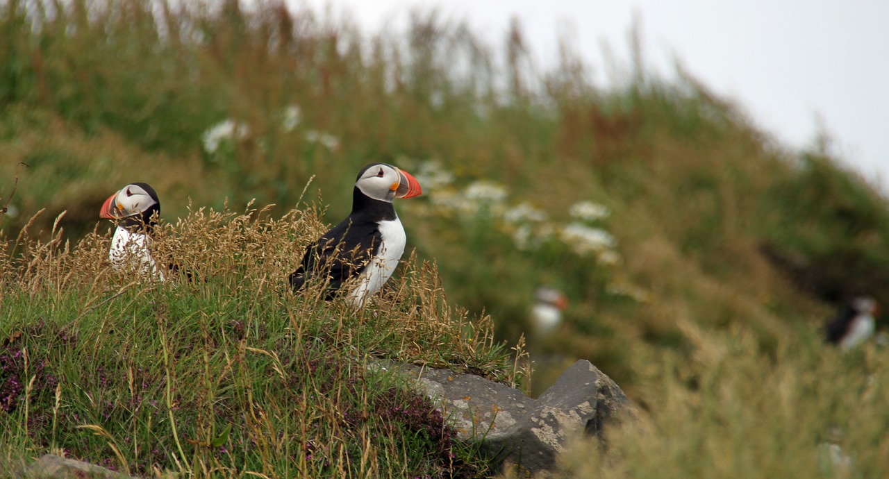 Puffin, Iceland, Icelandic, Gamta, Lauke, Fauna, Nemokamos Nuotraukos,  Nemokama Licenzija