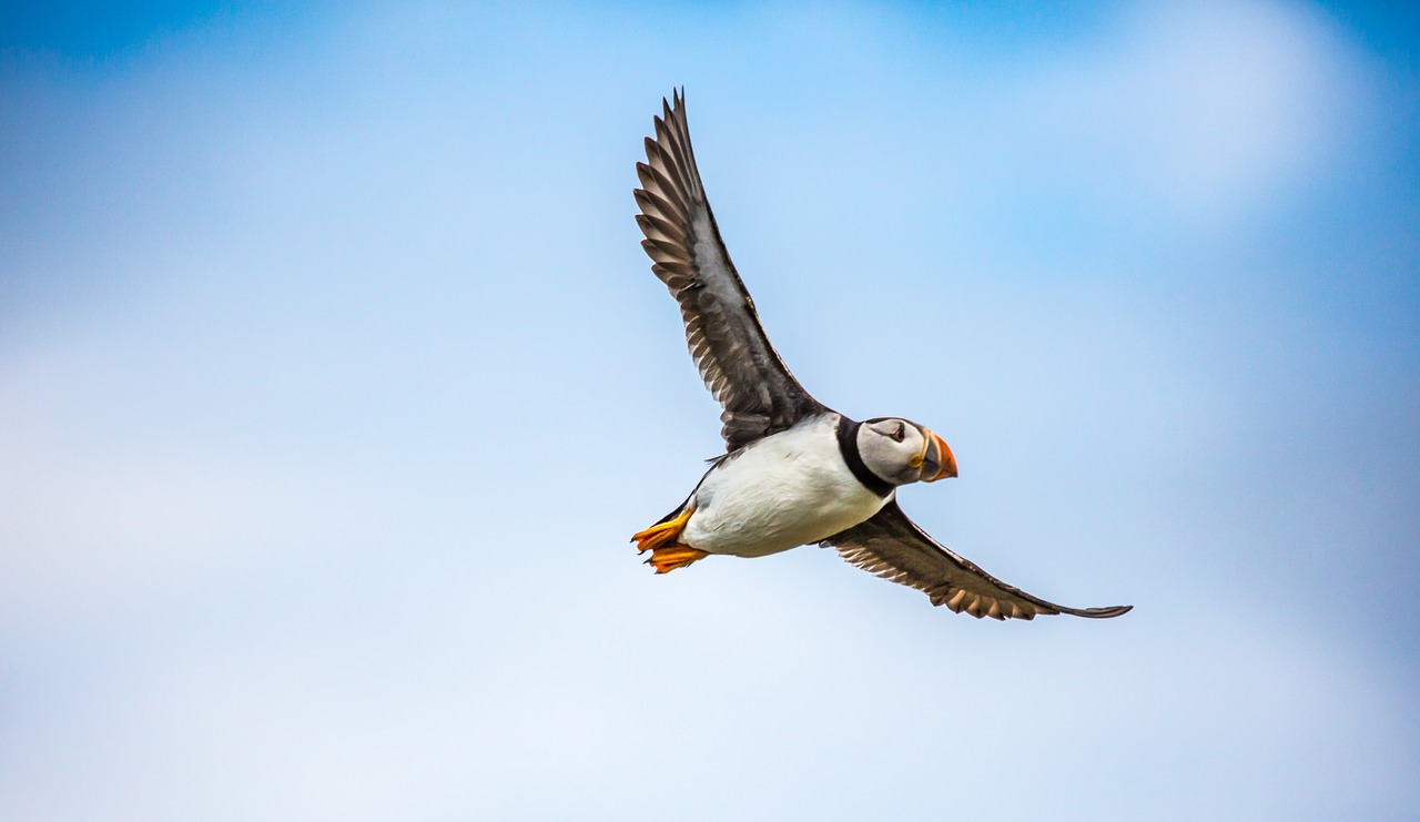 Puffin, Paukštis, Jūra, Skrydis, Laukinė Gamta, Skristi, Plunksna, Gamta, Didingas, Laisvė