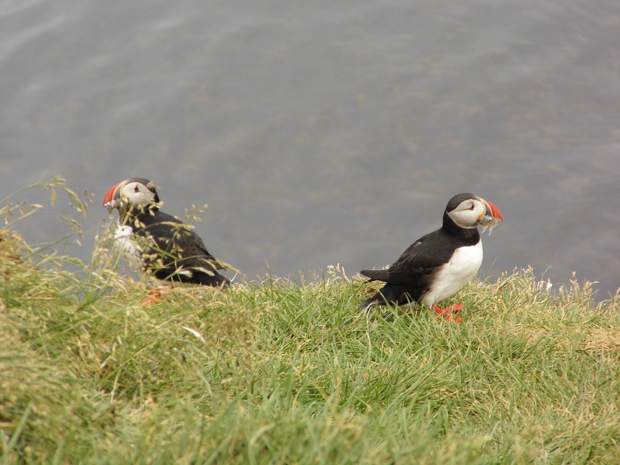 Puffin, Paukštis, Paukščiai, Gyvūnai, Gamta, Gyvūnas, Nemokamos Nuotraukos,  Nemokama Licenzija