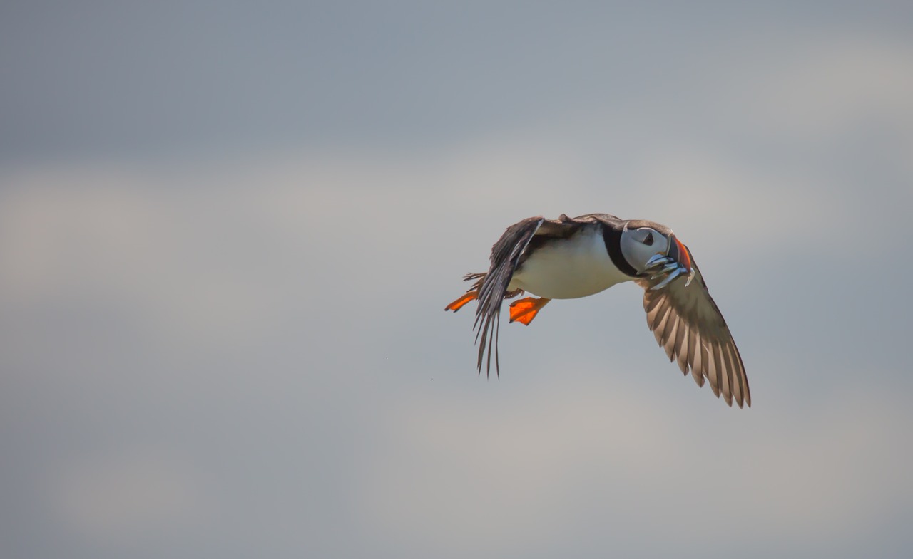 Puffin, Skrydis, Gamta, Laukinė Gamta, Plunksnos, Skraidantis, Spalvinga, Sąskaitą, Vandenynas, Nemokamos Nuotraukos