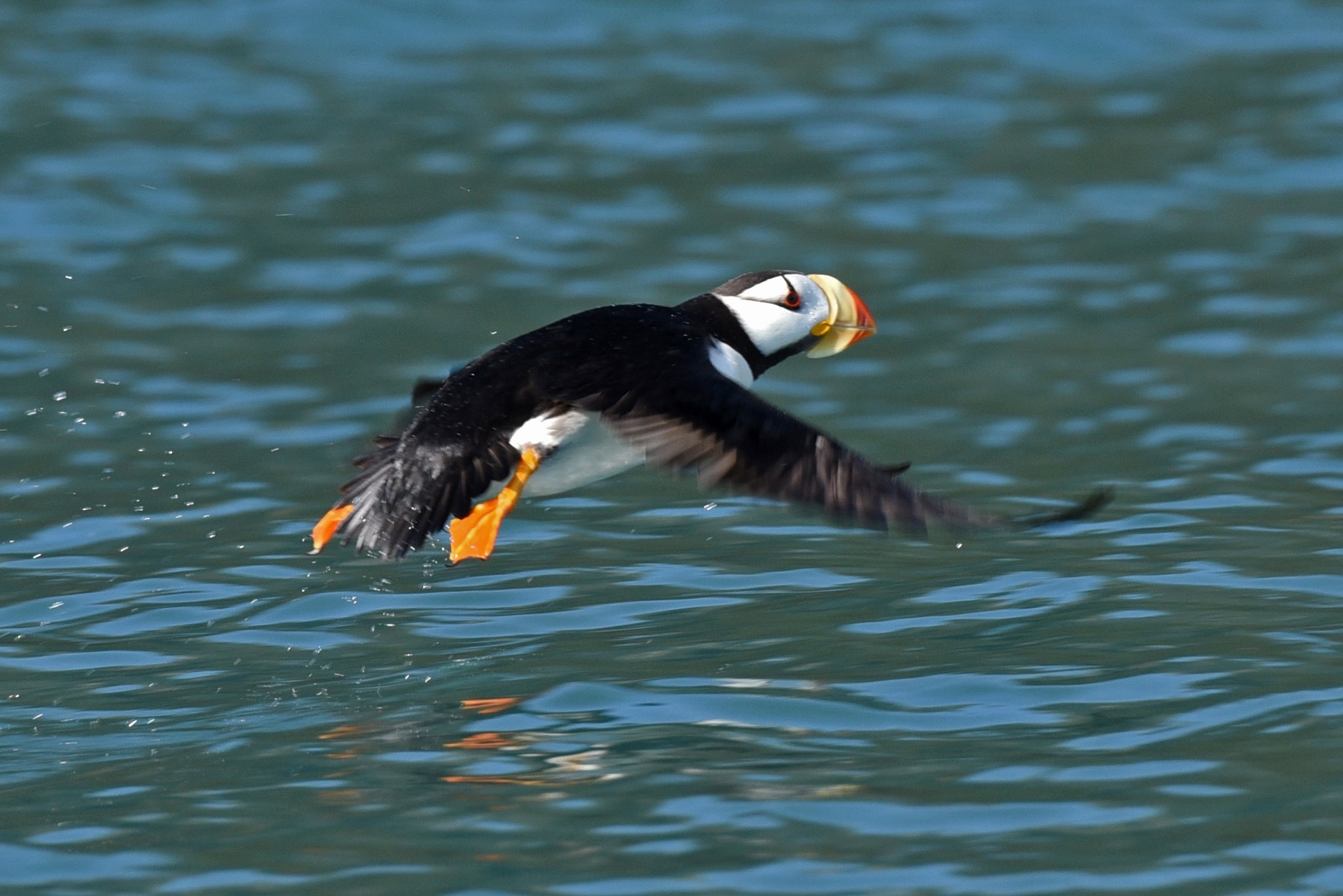 Puffin,  Paukštis,  Skraidantis,  Skrydis,  Jūros Paukštis,  Laukinė Gamta,  Gamta,  Viešasis & Nbsp,  Domenas,  Fonas