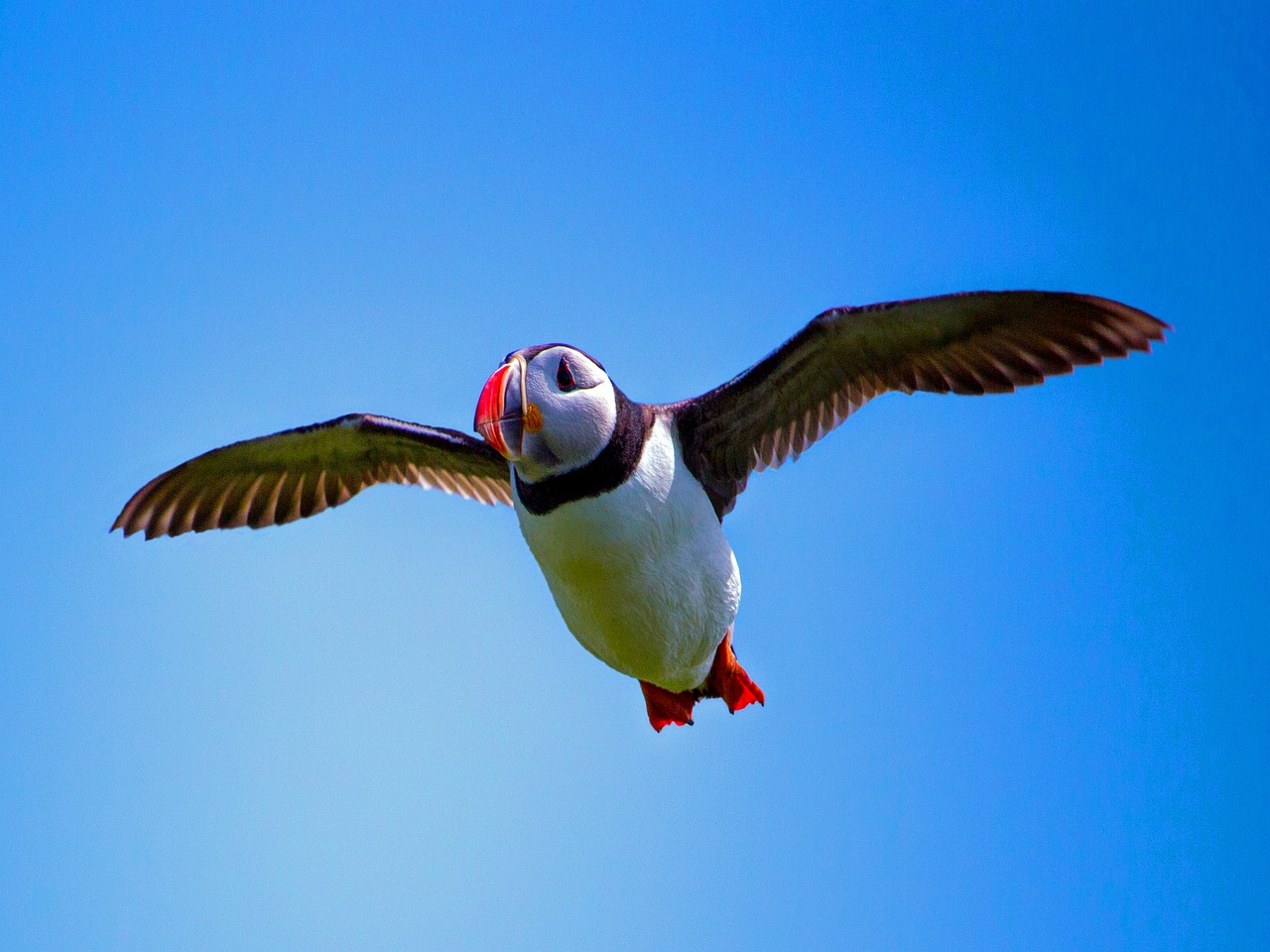 Puffin, Paukštis, Jūros Paukštis, Gamta, Paukščių Skraidymas, Farne Salos, Skraidantis, Dangus, Laukinė Gamta, Skrydis