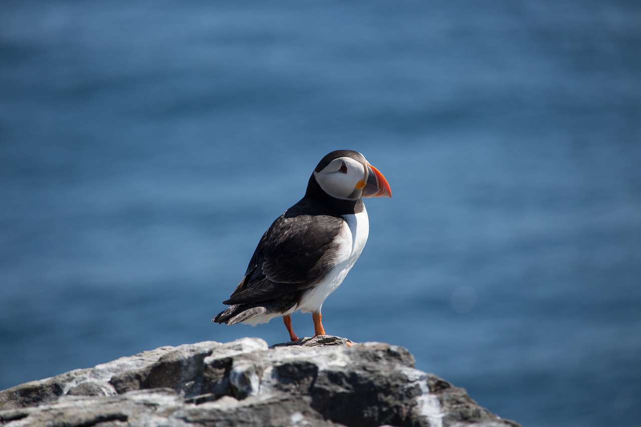 Puffin, Jūra, Jūros Paukštis, Farne, Paukštis, Laukinė Gamta, Gamta, Nemokamos Nuotraukos,  Nemokama Licenzija