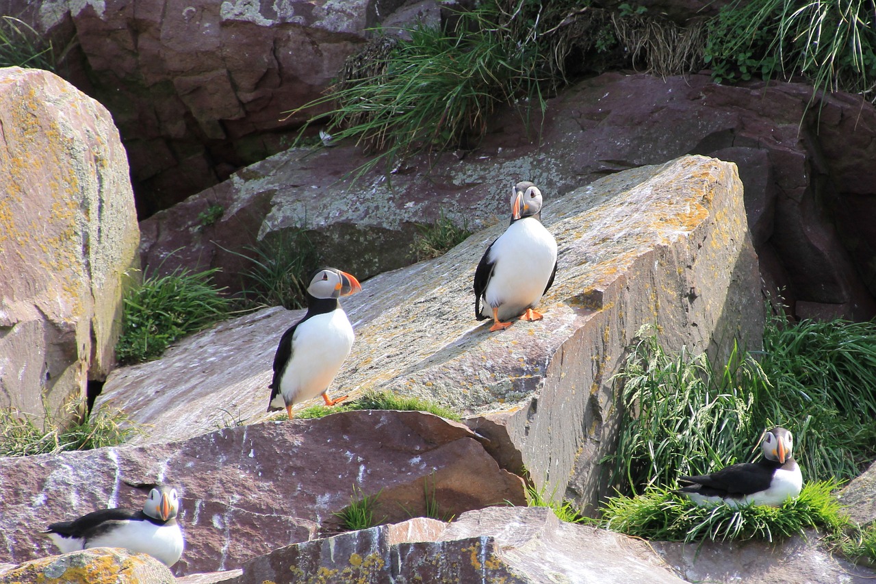 Puffin, Jūros Paukštis, Атлантический, Paukštis, Newfoundland, Nemokamos Nuotraukos,  Nemokama Licenzija