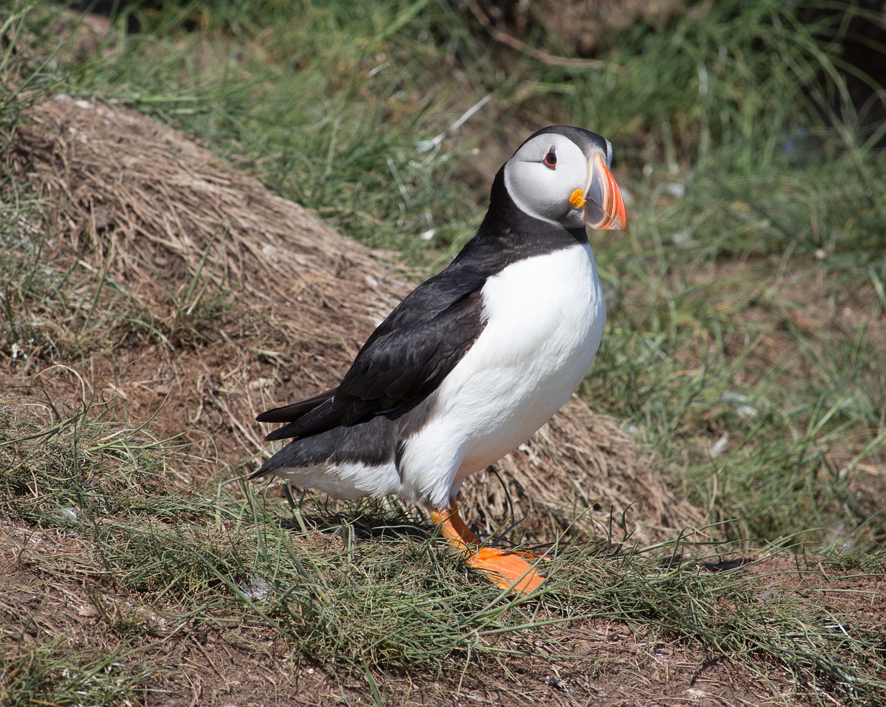 Puffin, Lizdas, Lizdą, Šiaurės Jūra, Jūra, Paukštis, Jūros Paukštis, Laukinė Gamta, Sala, Farne