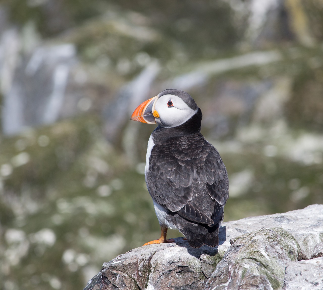 Puffin, Uolos, Šiaurės Jūra, Kranto, Paukštis, Jūra, Laukinė Gamta, Gyvūnas, Snapas, Jūros Paukštis