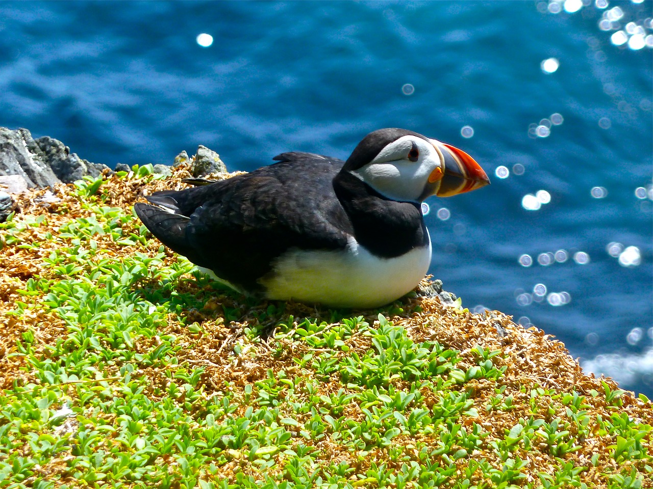 Puffin, Paukštis, Gyvūnas, Gamta, Spalvinga, Snapas, Laukiniai, Gražus, Laukinė Gamta, Nemokamos Nuotraukos