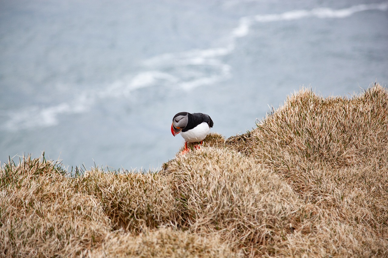 Puffin,  Uolos,  Gyvūnas,  Paukštis,  Žiūrėti Žemyn,  Drąsus, Nemokamos Nuotraukos,  Nemokama Licenzija