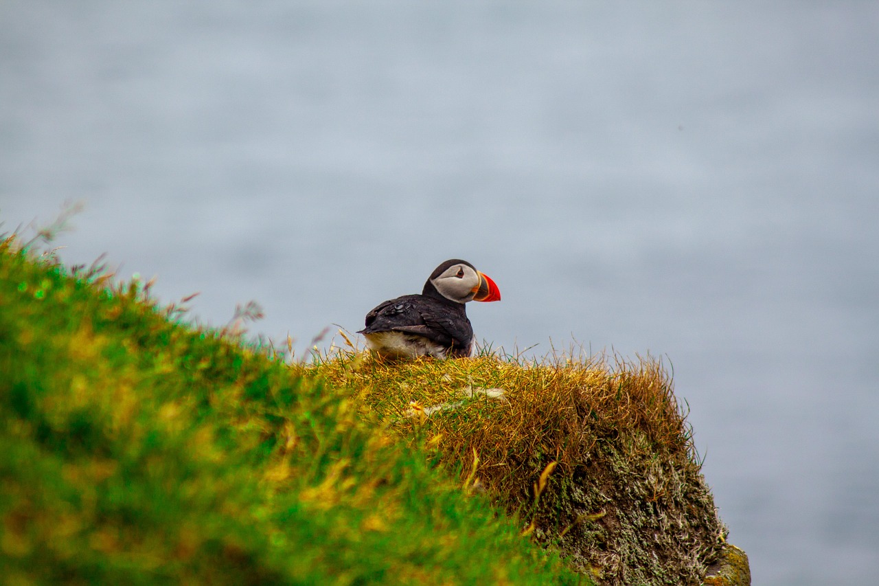 Puffin,  Paukštis,  Farerų Salos,  Natūralus, Nemokamos Nuotraukos,  Nemokama Licenzija
