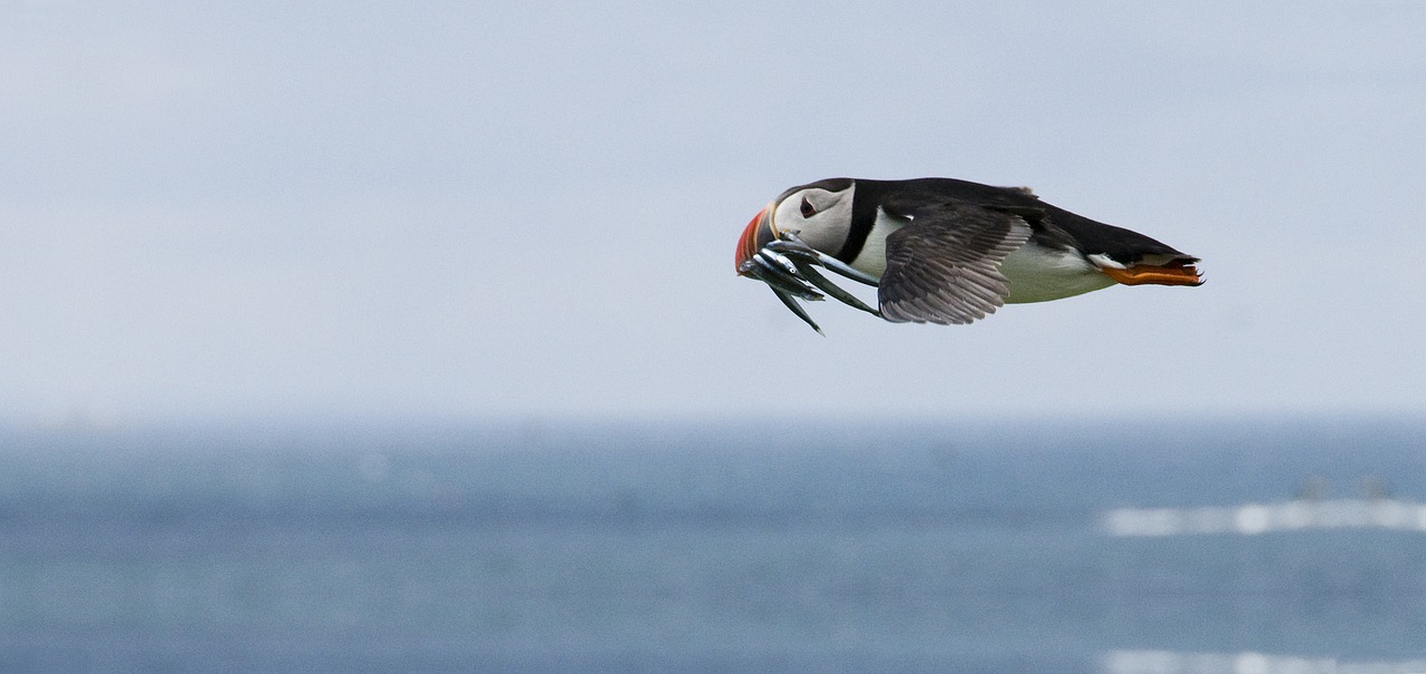 Puffin, Maitinimas, Skrydis, Paukštis, Jūra, Jūros Zuikiai, Jūros Paukštis, Mielas, Mėlynas, Vandenynas