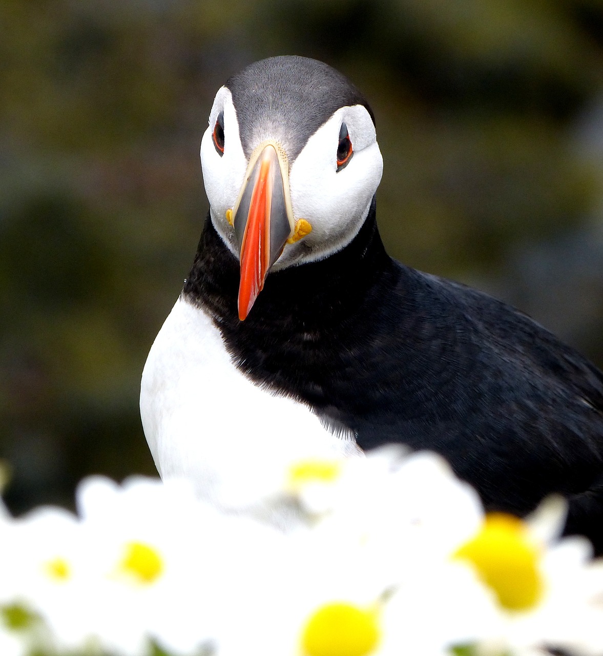 Puffin, Paukštis, Gėlės Snapas, Nemokamos Nuotraukos,  Nemokama Licenzija