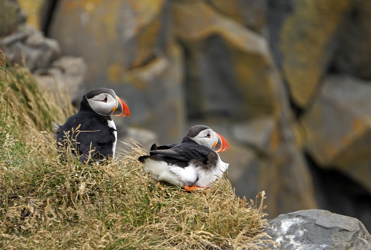 Puffin, Iceland, Uolos, Kranto, Nemokamos Nuotraukos,  Nemokama Licenzija