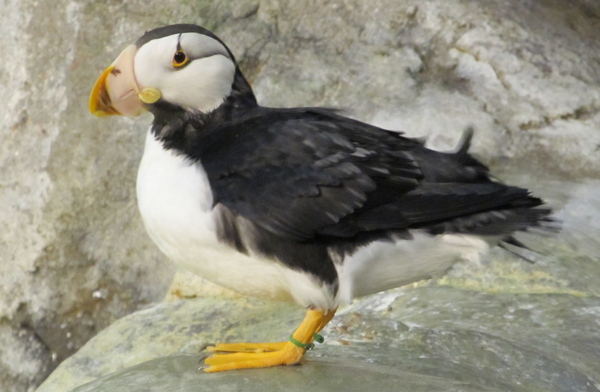 Puffin,  Paukštis,  Vandens Paukščiai,  Laukinė Gamta,  Gamta,  Viešasis & Nbsp,  Domenas,  Tapetai,  Fonas,  Rokas