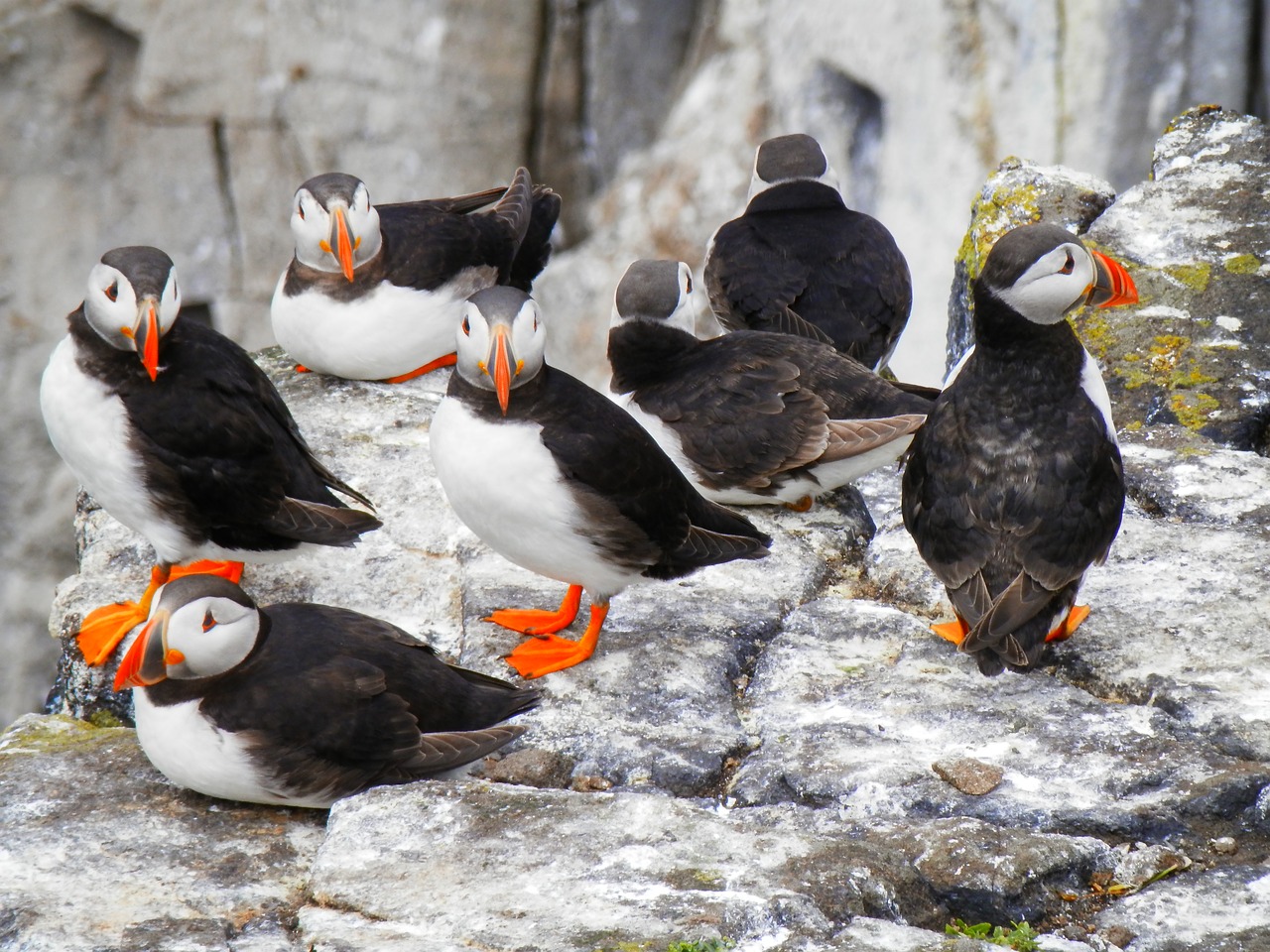 Puffins, Jūros Paukštis, Gamta, Laukiniai, Gyvūnas, Uolos, Nemokamos Nuotraukos,  Nemokama Licenzija