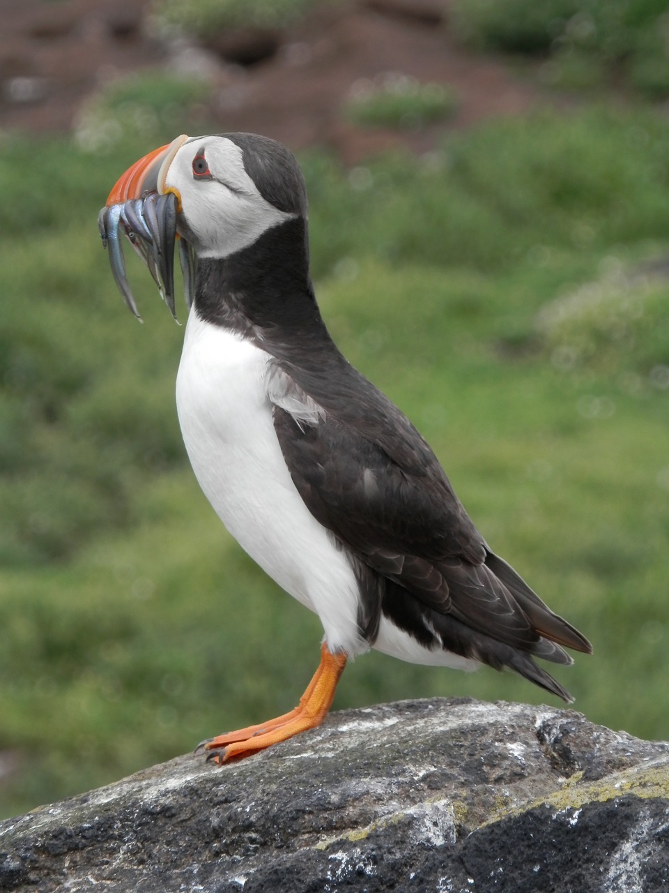 Puffin, Jūros Paukštis, Gamta, Laukiniai, Gyvūnas, Smėlio Akmenys, Nemokamos Nuotraukos,  Nemokama Licenzija