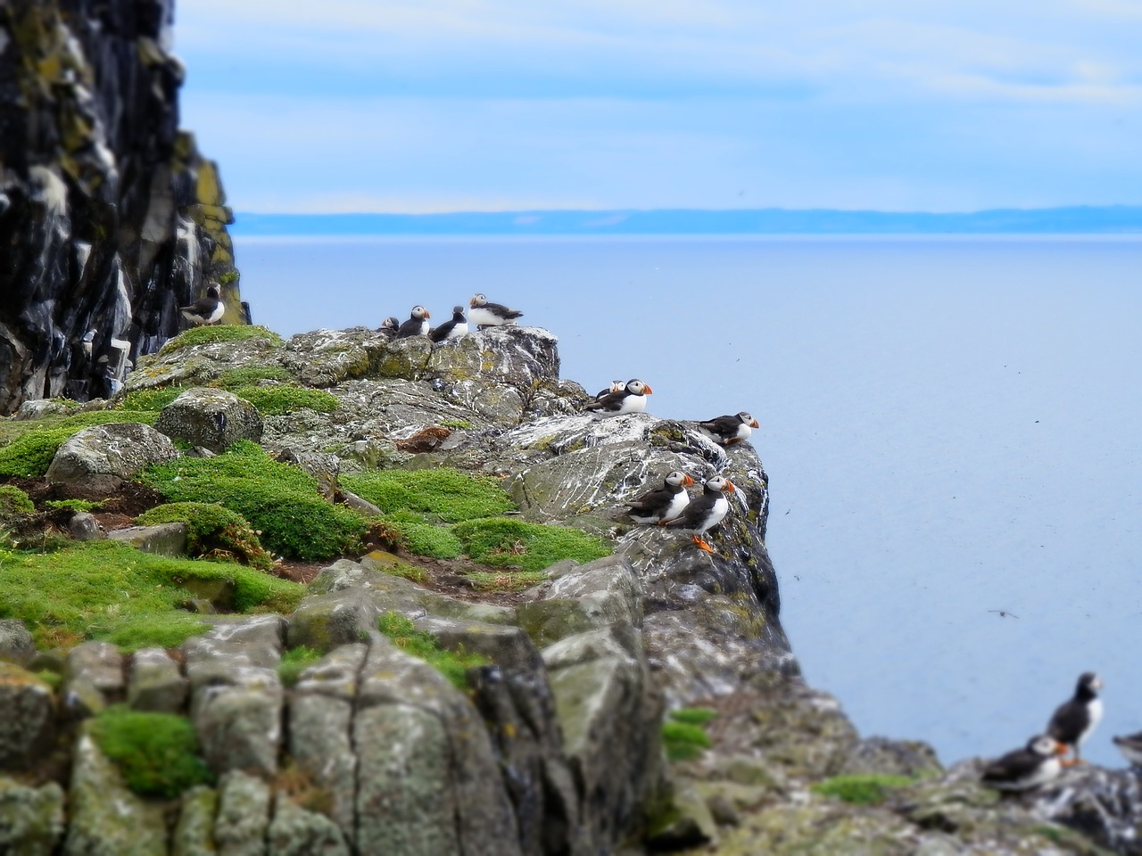 Puffins, Jūros Paukštis, Gamta, Laukiniai, Gyvūnas, Uolos, Nemokamos Nuotraukos,  Nemokama Licenzija