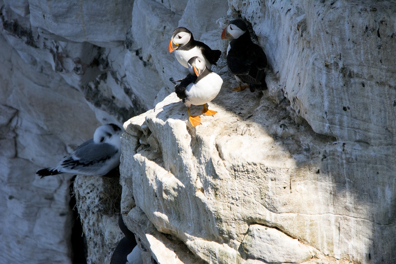 Puffins, Paukščiai, Gamta, Laukinė Gamta, Snapas, Uolos, Nemokamos Nuotraukos,  Nemokama Licenzija