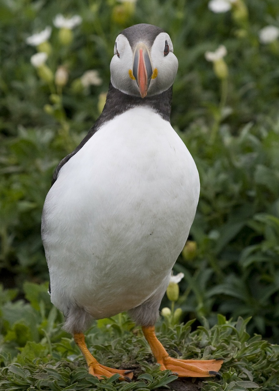 Puffins, Alkidai, Paukščiai, Fratercula, Jūros Paukščiai, Laukinė Gamta, Balta, Pilka, Plumėjimas, Žalias