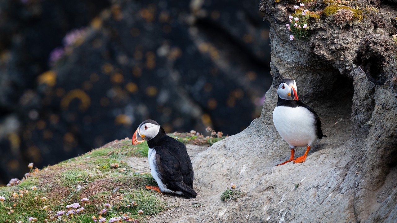 Puffins,  Paukščiai,  Uolos,  Puffin,  Pobūdį,  Gyvūnijos,  Jūra,  Spalvinga,  Rokas,  Šetlando