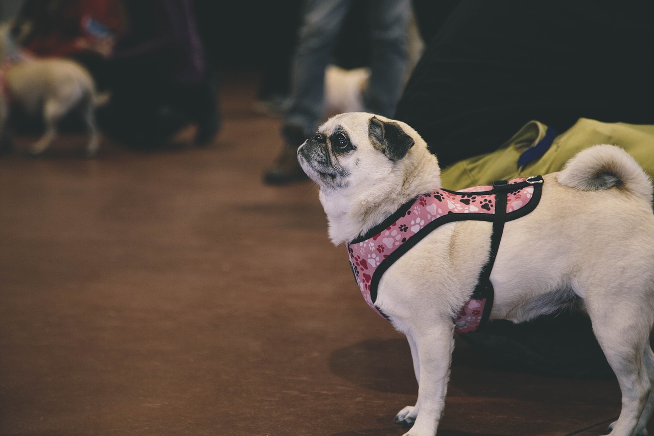 Mopsas, Šuo, Gyvūnas, Juokinga, Mielas, Veislė, Žvilgsnis, Nemokamos Nuotraukos,  Nemokama Licenzija