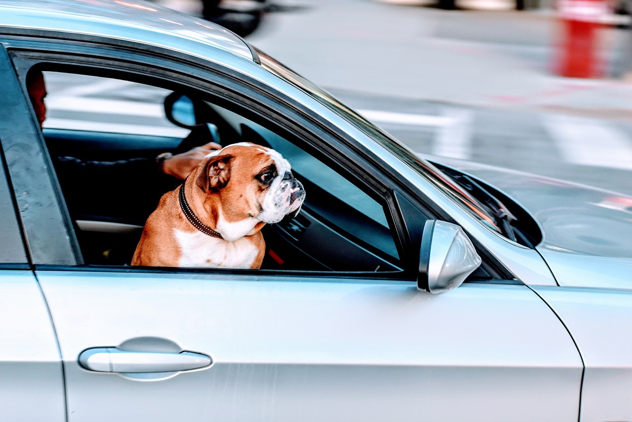 Mopsas, Šuo, Naminis Gyvūnėlis, Gyvūnas, Automobilis, Transporto Priemonė, Kelionė, Kelias, Nemokamos Nuotraukos,  Nemokama Licenzija