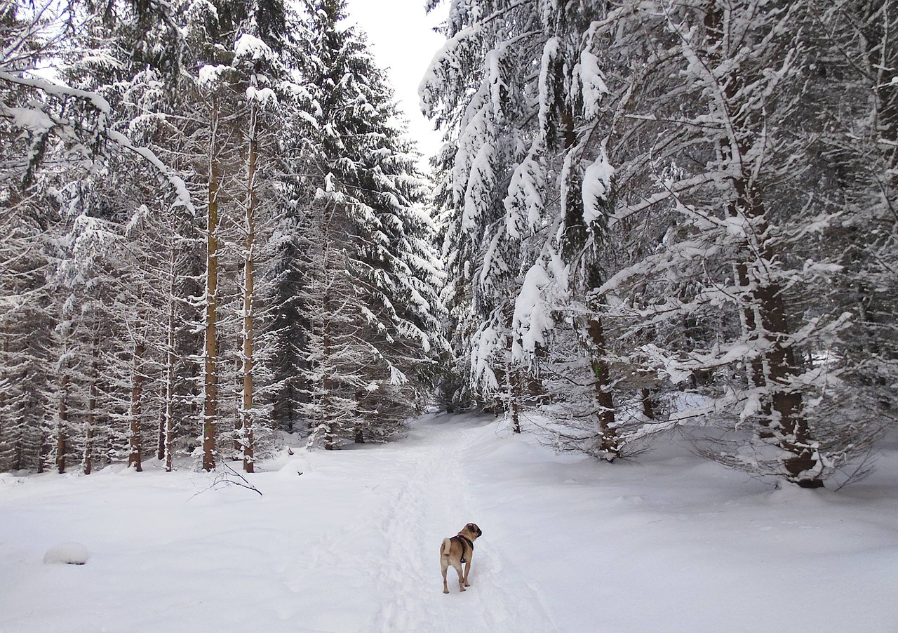 Mopsas, Šuo, Mielas, Grynaveislis Šuo, Naminis Gyvūnėlis, Gyvūnas, Nemokamos Nuotraukos,  Nemokama Licenzija