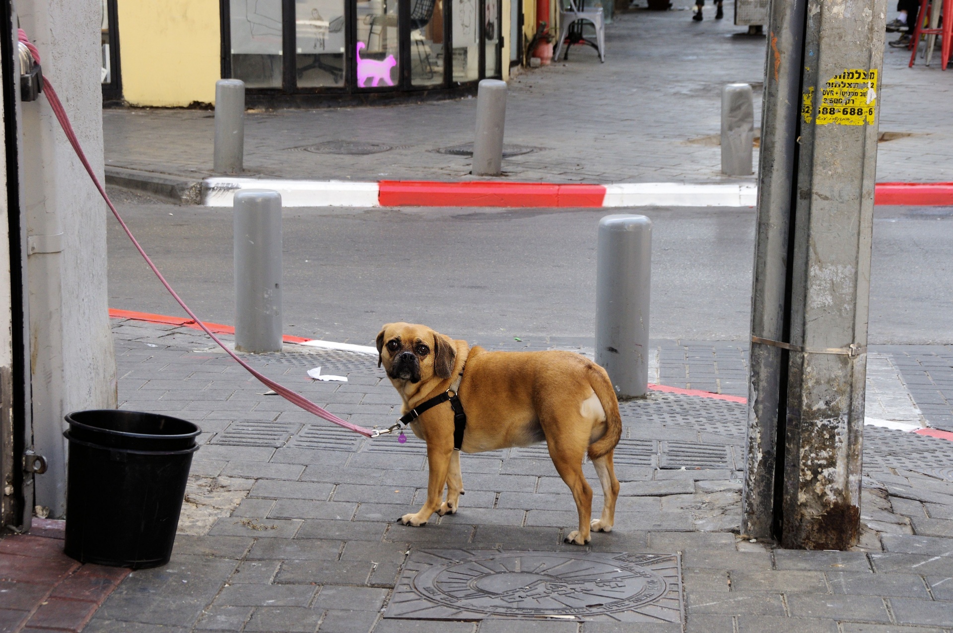 Mopsas,  Šuo,  Gatvė,  Gatvė & Nbsp,  Fotografija,  Pakabukas,  Laukimas,  Mielas,  Tel & Nbsp,  Aviv