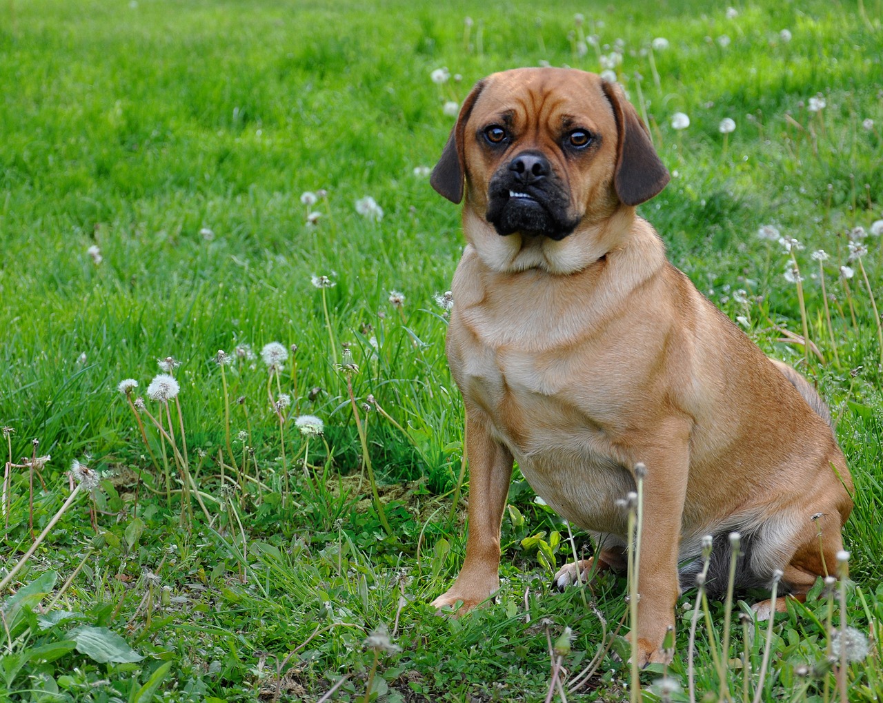 Puggle, Šuo, Šypsosi, Moby, Juokinga, Mielas, Elvis Lūpos, Mopsas, Naminis Gyvūnėlis, Gyvūnas