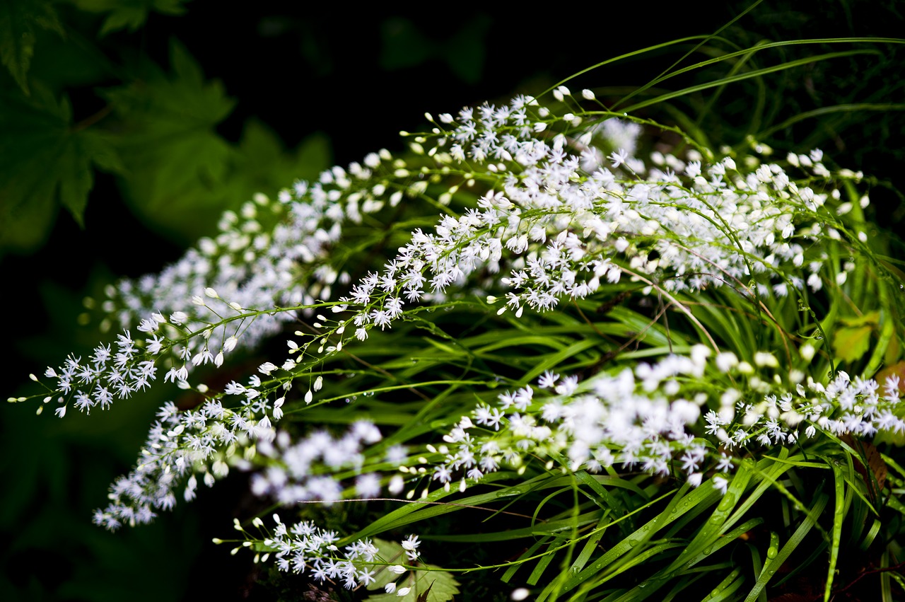 Pulkkot,  Paukščių Daržinė Žliūgė,  Pobūdį,  Wildflower,  Baltos Gėlės, Nemokamos Nuotraukos,  Nemokama Licenzija