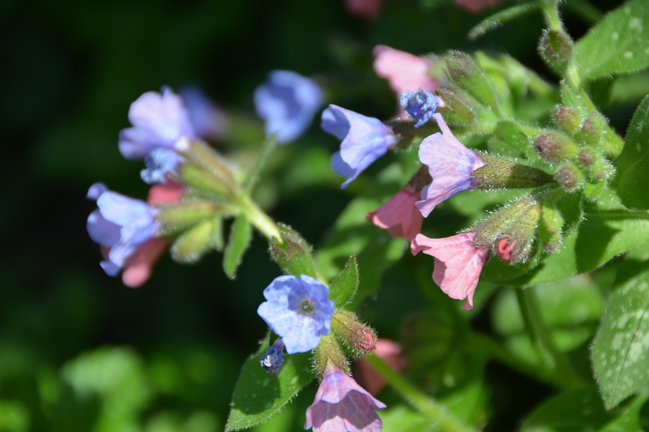 Plaučių Riešutas, Gėlė, Lungwort, Gėlės, Flora, Augalas, Mėlynas Žiedas, Rožinis, Makro, Žiedas