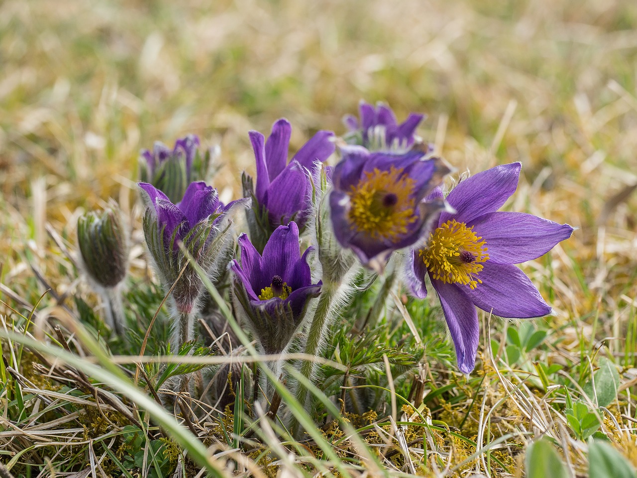 Pulsatilla, Gėlės, Laukinės Gėlės Pavasaris, Virtuvės Spaustukai, Pasque Gėlė, Gamta, Augalas, Violetinė Augalas, Purpurinė Gėlė, Thurauen