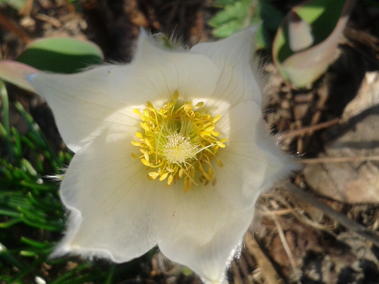 Pulsatilla, Balta, Pasque Gėlė, Pavasaris, Ankstyvas Bloomer, Žiedas, Žydėti, Nemokamos Nuotraukos,  Nemokama Licenzija