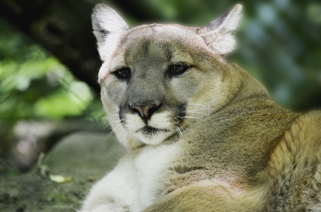 Puma, Kalnų Liūtas, Plėšrūnas, Pavojingas, Didelė Katė, Nemokamos Nuotraukos,  Nemokama Licenzija