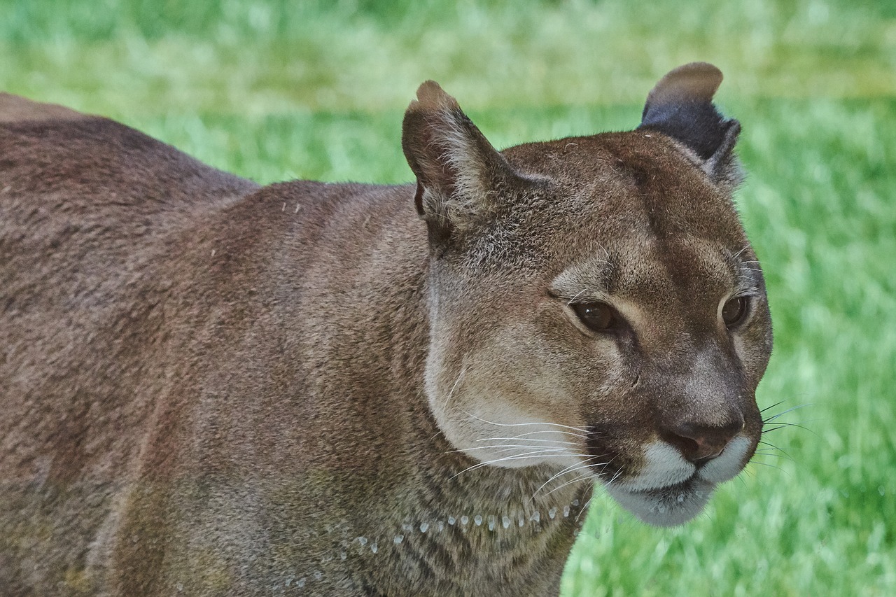 Puma,  Katė,  Predator,  Wildcat,  Didelė Katė,  Kalnų Liūtas,  Pavojinga,  Senas, Nemokamos Nuotraukos,  Nemokama Licenzija