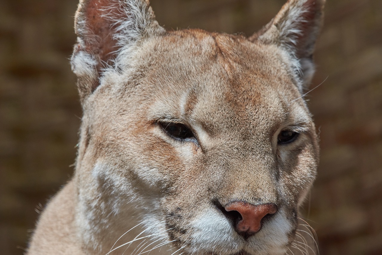 Puma,  Metai,  Predator,  Wildcat,  Didelė Katė,  Kalnų Liūtas,  Pavojinga,  Katė,  Medžiotojas, Nemokamos Nuotraukos