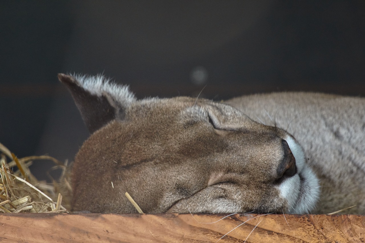 Puma,  Miegoti,  Kalnų Liūtas,  Kailiai,  Zoo,  Pavargęs, Nemokamos Nuotraukos,  Nemokama Licenzija