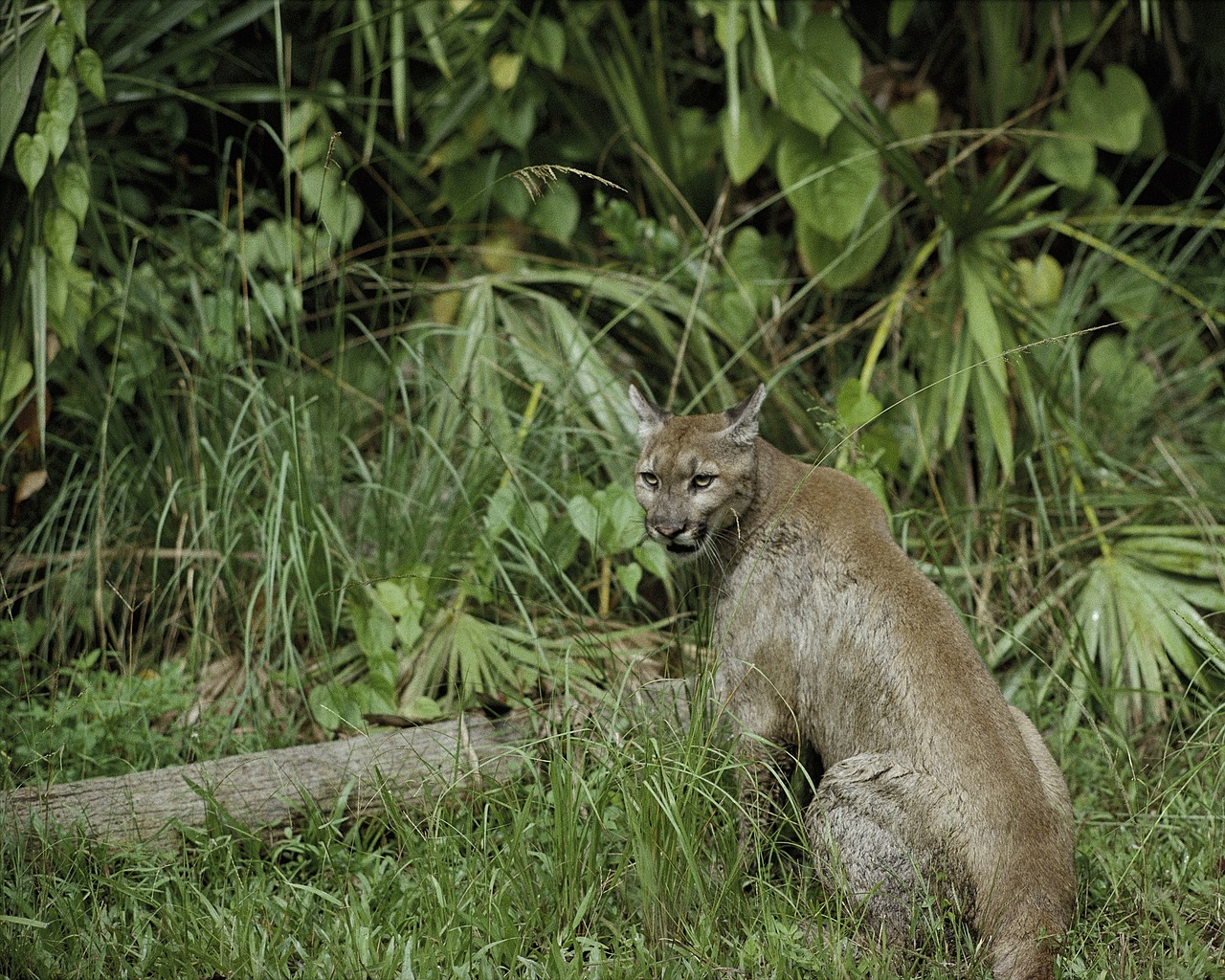 Puma, Florida Panther, Puma, Kalnų Liūtas, Plėšrūnas, Laukinė Gamta, Gamta, Laukiniai, Žiūrėti, Sėdi